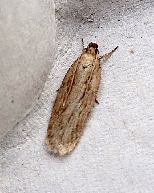 depressaria daucella